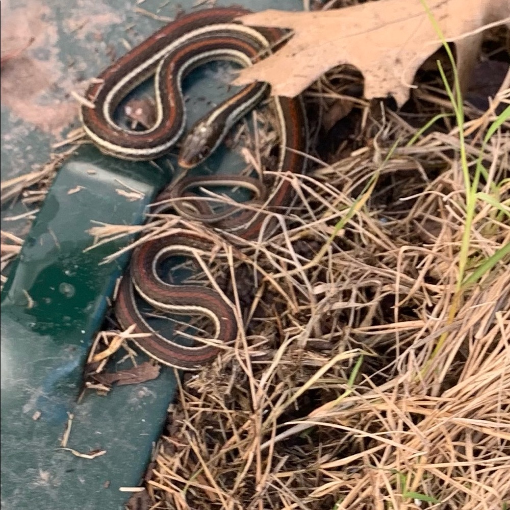 Meet your Posher, Glen